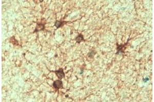 ABIN185730 (2 µg/mL) staining of paraffin embedded Human Cerebellum. (GFAP Antikörper  (C-Term))