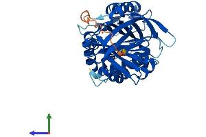 Protein Structure (PS) image for serpin Peptidase Inhibitor, Clade B (Ovalbumin), Member 9 (SERPINB9) (AA 1-376) protein (His tag) (ABIN7546268)