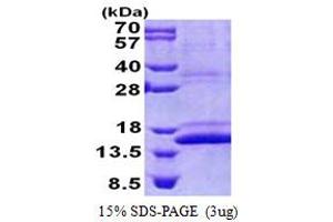 SDS-PAGE (SDS) image for COX Assembly Mitochondrial Protein 1 Homolog (CMC1) (AA 1-106) protein (His tag) (ABIN5853157)