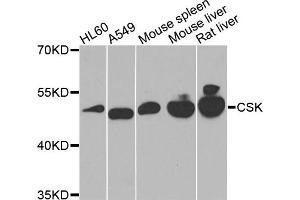 Western blot analysis of extracts of various cell lines, using CSK antibody. (CSK Antikörper)