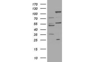 Image no. 1 for anti-Trafficking Protein Particle Complex 4 (TRAPPC4) antibody (ABIN1501268) (TRAPPC4 Antikörper)