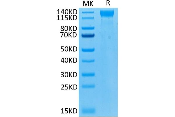 VEGFR2/CD309 Protein (AA 20-764) (His-Avi Tag,Biotin)