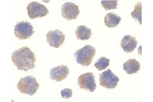 Image no. 2 for anti-Beta-secretase 1 (BACE1) (C-Term) antibody (ABIN204488) (BACE1 Antikörper  (C-Term))