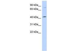 Image no. 1 for anti-Chromosome 1 Open Reading Frame 177 (C1ORF177) (AA 251-300) antibody (ABIN6741217) (C1orf177 Antikörper  (AA 251-300))