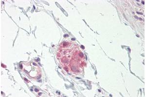 Image no. 1 for anti-Nitric Oxide Synthase 1, Neuronal (NOS1) (N-Term) antibody (ABIN1495363) (NOS1 Antikörper  (N-Term))