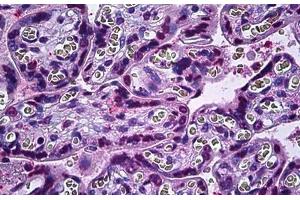 Human Placenta: Formalin-Fixed, Paraffin-Embedded (FFPE) (IRX2 Antikörper  (AA 231-280))