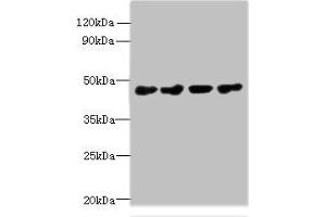 Western blot All lanes: PRMT6 antibody at 0. (PRMT6 Antikörper  (AA 119-375))