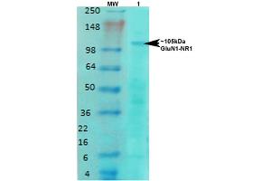 Western Blot analysis of Rat brain membrane lysate showing detection of NMDAR1 NMDA receptor protein using Mouse Anti-NMDAR1 NMDA receptor Monoclonal Antibody, Clone S308-48 . (GRIN1/NMDAR1 Antikörper  (AA 42-361) (Atto 488))