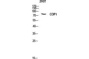 Western Blot (WB) analysis of 293T lysis using COP1 antibody. (RFWD2 Antikörper  (Tyr762))