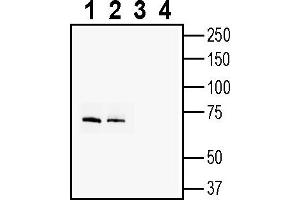 anti-ADAM Metallopeptidase Domain 23 (Adam23) (AA 367-381), (Extracellular) antibody