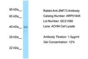 Image no. 1 for anti-Zinc Finger Protein 73 (ZNF73) (AA 36-85) antibody (ABIN6749922) (ZNF73 Antikörper  (AA 36-85))