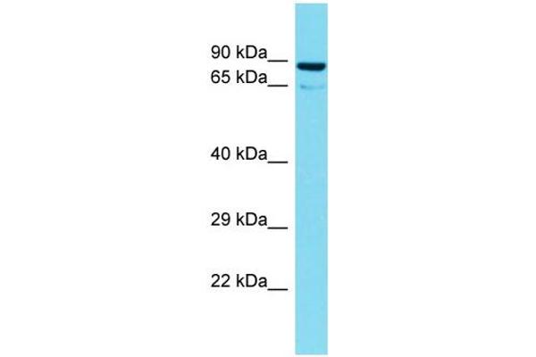TTLL10 Antikörper  (N-Term)