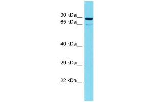 Host: Rabbit Target Name: TTLL10 Sample Type: 721_B Whole Cell lysates Antibody Dilution: 1.