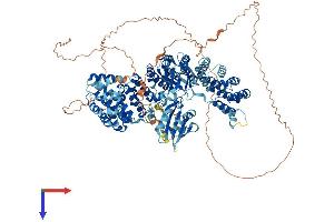 AP3B1 Protein (AA 1-1105) (His tag)