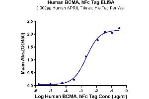 Immobilized Human APRIL Trimer, His Tag at 0. (BCMA Protein (AA 1-54) (Fc Tag))