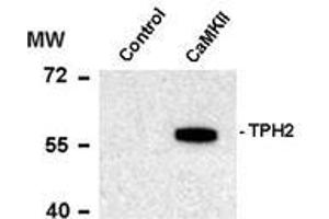 Western blots of recombinant tryptophan hydroxylase incubated in the absence (Control) and presence of Ca2+/calmodulin dependent kinase II (CaMKII) showing specific immunolabeling of the ~55k tryptophan hydroxylase protein phosphorylated at Ser19. (Tryptophan Hydroxylase 2 Antikörper  (pSer19))