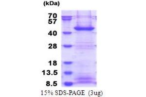 SDS-PAGE (SDS) image for F-Box Protein 2 (FBXO2) (AA 1-296) protein (His tag) (ABIN5853798)