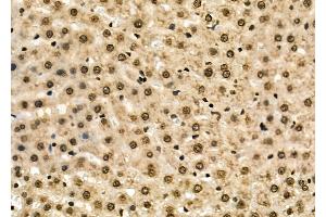 ABIN6262340 and ABIN6278672 at 1/100 staining Mouse pancreatic tissue by IHC-P. (HOXA2 Antikörper  (Internal Region))
