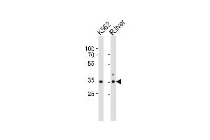 Western blot analysis of lysates from K562 cell line and rat liver tissue lysate(from left to right), using ATP1B2 Antibody (Center) (ABIN653219 and ABIN2842755). (ATP1B2 Antikörper  (AA 115-141))