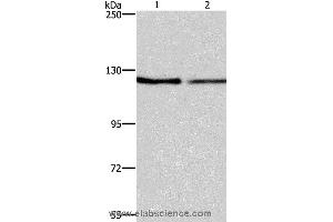 Western blot analysis of NIH/3T3 and LoVo cell, using ATP2A1 Polyclonal Antibody at dilution of 1:500 (ATP2A1/SERCA1 Antikörper)