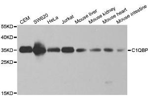 Western blot analysis of extracts of various cell lines, using C1QBP antibody. (C1QBP Antikörper  (AA 74-282))