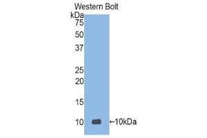 Western Blotting (WB) image for anti-Defensin, alpha 3, Neutrophil-Specific (DEFa3) (AA 21-94) antibody (ABIN1176234) (DEFa3 Antikörper  (AA 21-94))