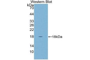 Western Blotting (WB) image for anti-Cystatin D (CST5) (AA 21-142) antibody (ABIN1867419) (CST5 Antikörper  (AA 21-142))