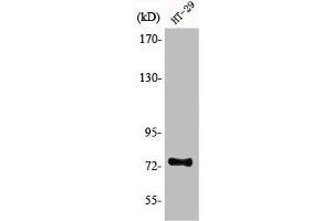 Western Blot analysis of HT29 cells using ACSS1 Polyclonal Antibody (ACSS1 Antikörper  (C-Term))