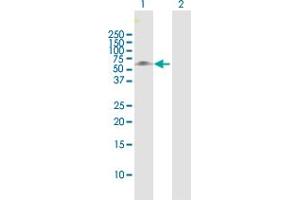 Western Blot analysis of NR6A1 expression in transfected 293T cell line by NR6A1 MaxPab polyclonal antibody. (NR6A1 Antikörper  (AA 1-475))