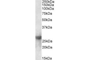 ABIN5539733 (0. (Galectin 3 Antikörper  (Internal Region))