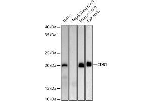 Western blot analysis of extracts of various cell lines, using CD81 antibody (ABIN6134776, ABIN6138231, ABIN6138232 and ABIN6220897) at 1:500 dilution. (CD81 Antikörper  (AA 1-100))