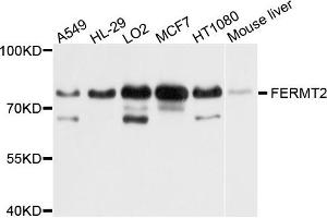 Western blot analysis of extract of various cells, using FERMT2 antibody. (FERMT2 Antikörper)