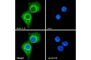 (ABIN570987) Immunofluorescence analysis of paraformaldehyde fixed A431 cells, permeabilized with 0. (IL-18 Antikörper  (Internal Region))