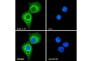 (ABIN570987) Immunofluorescence analysis of paraformaldehyde fixed A431 cells, permeabilized with 0. (IL-18 Antikörper  (Internal Region))