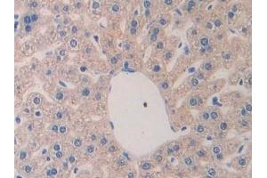 Immunohistochemistry (IHC) image for anti-Laminin, alpha 4 (LAMa4) (AA 457-630) antibody (ABIN7438160)