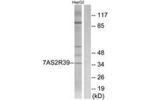 Western Blotting (WB) image for anti-TAS2R39 (TAS2R39) (AA 218-267) antibody (ABIN2891093) (TAS2R39 Antikörper  (AA 218-267))