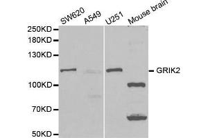 Western blot analysis of extracts of various cell lines, using GRIK2 antibody. (GRIK2 Antikörper  (AA 30-300))