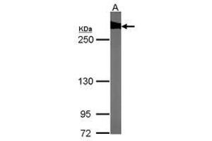 Image no. 1 for anti-Filamin B, beta (FLNB) (AA 30-239) antibody (ABIN467430) (FLNB Antikörper  (AA 30-239))