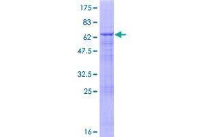 VPS11 Protein (AA 1-331) (GST tag)