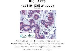 Image no. 1 for anti-V-Akt Murine Thymoma Viral Oncogene Homolog 3 (Protein Kinase B, Gamma) (AKT3) (AA 119-136) antibody (ABIN1731657)