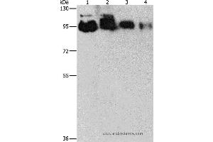Western blot analysis of Hela, PC3, 231 and 293T cell, using EPS15L1 Polyclonal Antibody at dilution of 1:350 (EPS15L1 Antikörper)