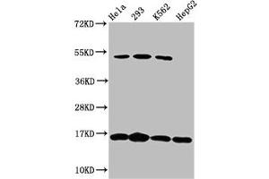 Western Blot Positive WB detected in: Hela whole cell lysate, 293 whole cell lysate, K562 whole cell lysate, HepG2 whole cell lysate All lanes: H2AFX antibody at 1. (H2AFX Antikörper)