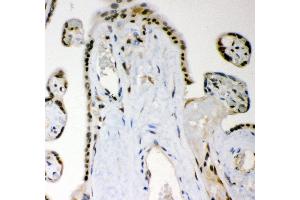 Anti- MGMT Picoband antibody, IHC(P) IHC(P): Human Placenta Tissue (MGMT Antikörper  (AA 2-207))