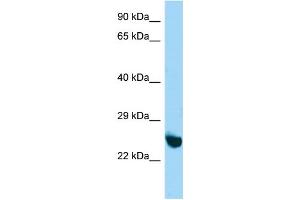 Host:  Rabbit  Target Name:  Unkl  Sample Type:  Mouse Stomach lysates  Antibody Dilution:  1. (UNKL Antikörper  (N-Term))