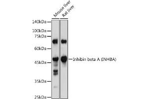 Western blot analysis of extracts of various cell lines, using Inhibin beta A (INHBA) antibody (ABIN6129032, ABIN6142459, ABIN6142460 and ABIN6221533) at 1:1000 dilution. (INHBA Antikörper  (AA 21-426))
