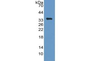 Rabbit Capture antibody from the kit in WB with Positive Control: Sample Human Hela cell lysate. (PEX2 ELISA Kit)