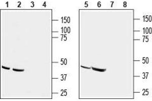 Western blot analysis of human acute T cell leukemia (Jurkat) (lanes 1 and 3), human melanoma (MALME-3M) (lanes 2 and 4), human adenocarcinoma (HT-29) (lanes 5 and 7) and mouse T-cell lymphoma (TK-1) (lanes 6 and 8) cell line lysates: - 1,2,5,6. (CCR9 Antikörper  (Extracellular))