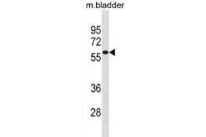 Western Blotting (WB) image for anti-TBK1 Binding Protein 1 (TBKBP1) antibody (ABIN3001383) (TBKBP1 Antikörper)