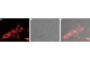 Expression of nAChR β3 in live intact rat PC12 cellsCell surface detection of nAChR β3 in live intact rat PC12 pheochromocytoma cells.