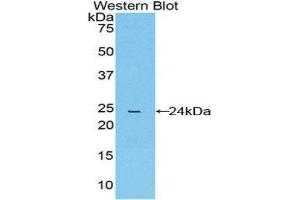 Western Blotting (WB) image for anti-Peptidylprolyl Isomerase D (PPID) (AA 9-189) antibody (ABIN3206485) (PPID Antikörper  (AA 9-189))